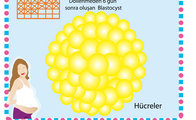 3.hafta; mucize oluşamaya başlıyor... 