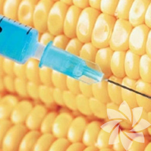 Genetiğiyle oynanmış 1600 gıda maddesi var! 