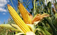 9 Mısırdan 6’sı riskli çıktı!